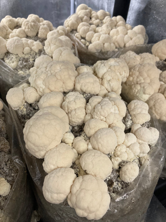 Lions Mane Mushroom Grow Kits