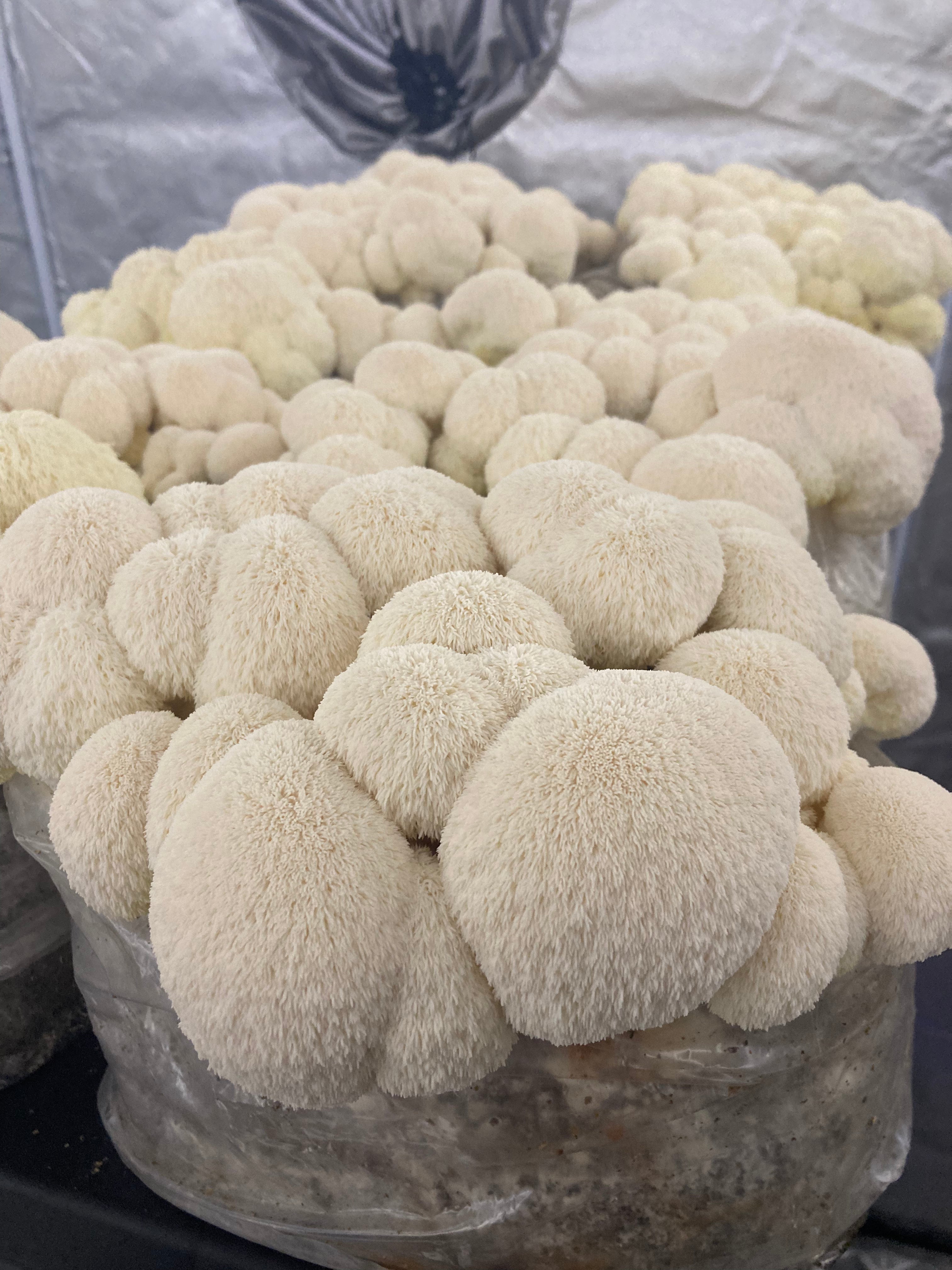 Lions Mane Mushroom Grow Kits