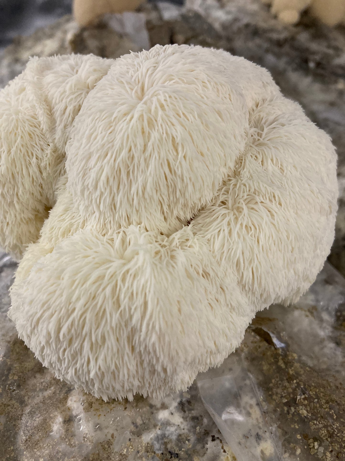 Lions Mane Mushroom Grow Kits